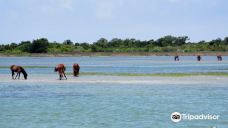 Cedar Island National Wildlife Refuge-拉合尔