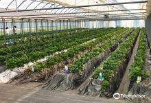 Kondo Strawberry Farm景点图片