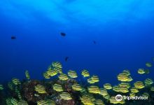 Kushimoto Diving School Dive Station购物图片
