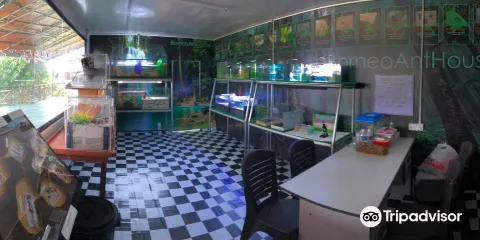 Borneo Ant House