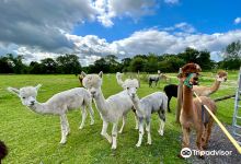 Cheshire Alpacas景点图片