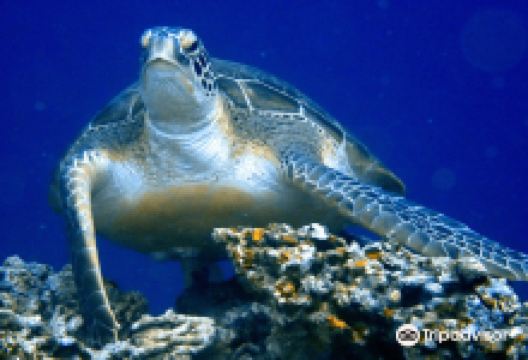 萨维德拉潜水中心购物图片