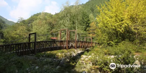 柯谷自然休養林