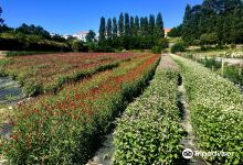 Cantinho das Aromaticas景点图片