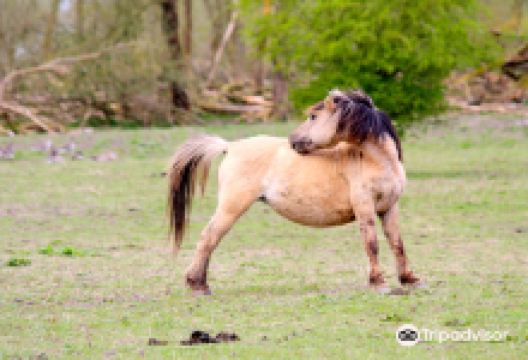 Oostvaardersplassen景点图片
