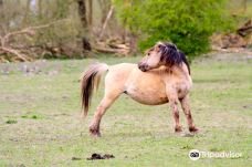 Oostvaardersplassen-阿尔梅勒