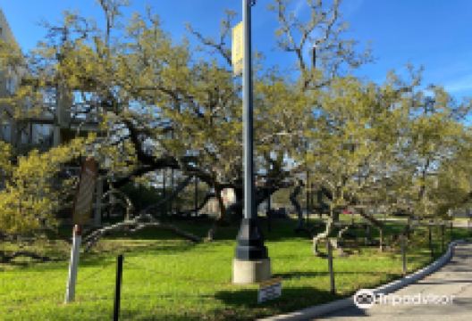 Friendship Oak景点图片