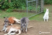 The Outback Kangaroo Farm景点图片