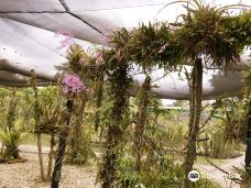 Sarawak Orchid Garden-古晋