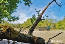 Caraorman Forest景点图片