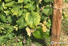 Domaine Sylvain Dussort景点图片