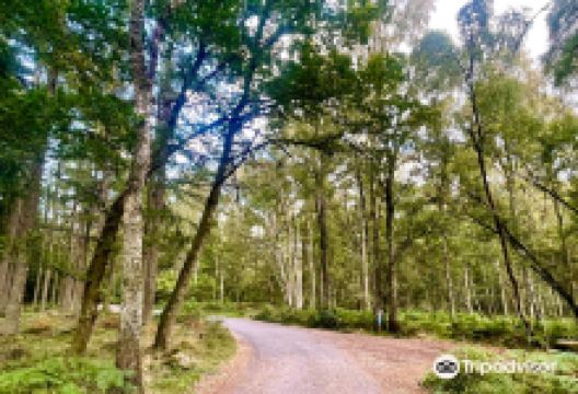 Scolty Hill景点图片