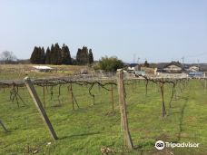 Yamafuji Vineyard & Horizon Winery-富山