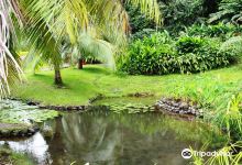 The Water Gardens of  Vaipahi景点图片