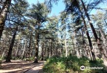 Forêt des cèdres du Luberon景点图片