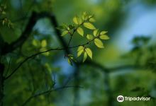 Peam Krasop Wildlife Sanctuary景点图片