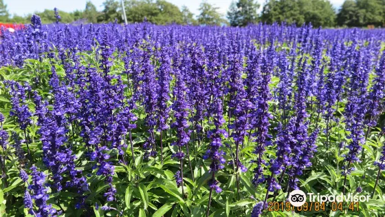 Flower Garden Hana Tento