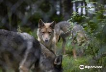 The Predator Center in Kuusamo景点图片