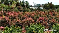 为美里山茶树群-西归浦市