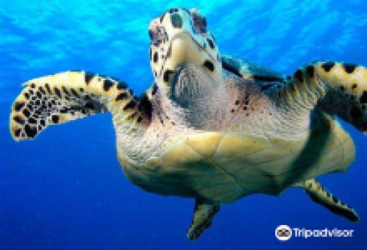 Tortuga Divers购物图片