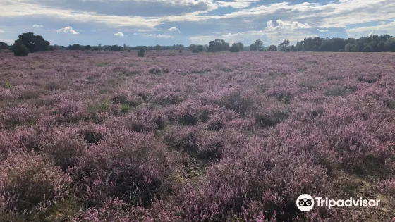 Strabrechtse Heide
