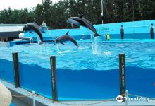 新泻市水族馆景点图片