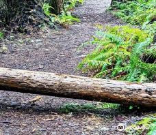 Oregon Redwoods Trail-寇里县