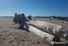 Plage des Orpellieres景点图片