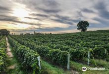 Leigh's Garden Winery景点图片
