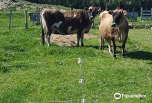 Martinborough Manor购物图片