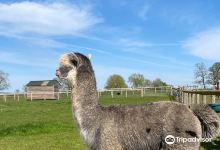 Clivewood Alpacas景点图片