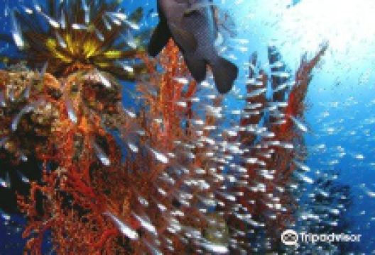 Tida Marine购物图片