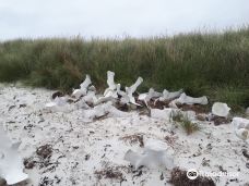 Pebble Island-斯坦利