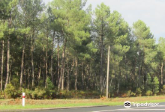 Forêt de Chinon景点图片