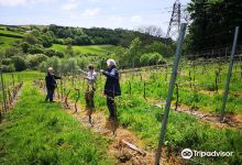 Looe Valley Vineyard景点图片