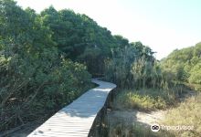 Beachwood Mangroves Nature Reserve景点图片