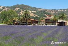 Ceago Estate Wines景点图片
