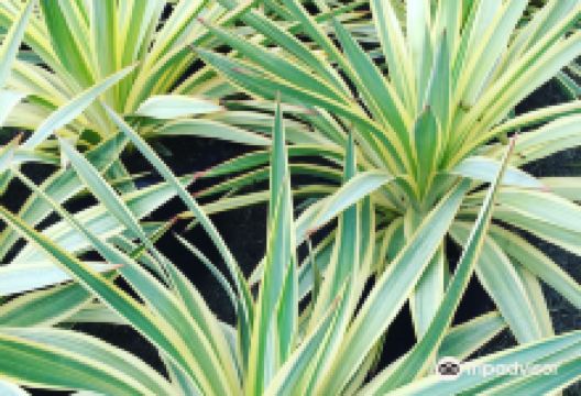 Cloverdale Nursery购物图片