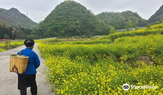 贵州高峰花海生态园