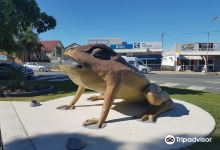 Big Cane Toad景点图片