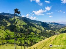 Bosques de Cocora-萨伦托