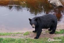 Oswald’s Bear Ranch景点图片