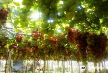Gapuz Grapes Farm景点图片