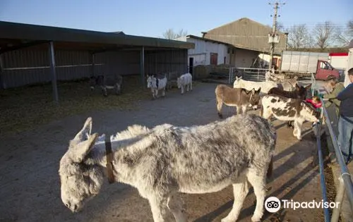 Island Farm Donkey Sanctuary