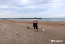 Dog Beach景点图片