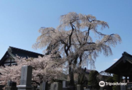 妙徳寺景点图片