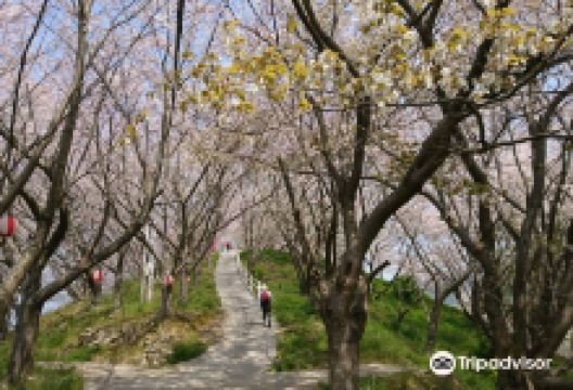 塔の峰千本桜景点图片
