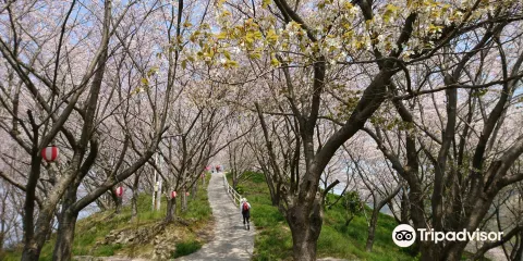 塔の峰千本桜