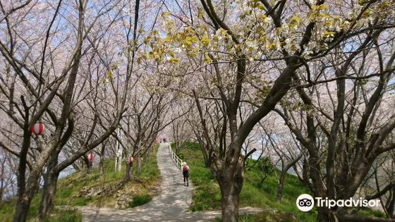 塔の峰千本桜