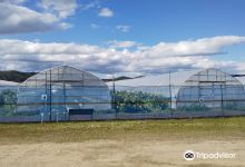 Makubetsu Strawberry Farm景点图片